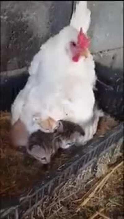 LOUD NOOOOIIIISESSSSS