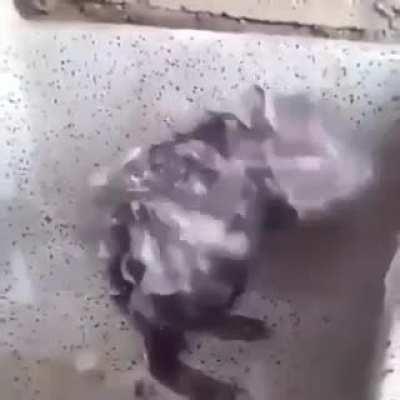 Rat shower