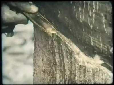 Peaceful Sri Lanka (Ceylon) in 1948 (1/3) Colorized by me.