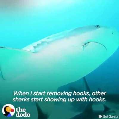 Removing hooks from sharks mouths...