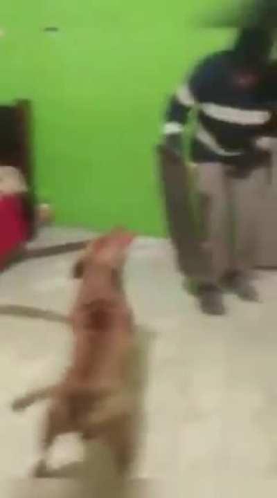 Anubis, the Unyielding One, Lord of the Blade