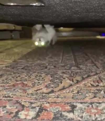 Weird cat walks upside down