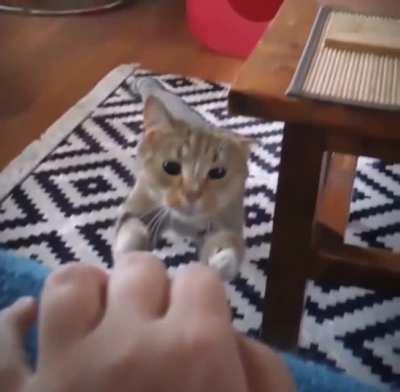 The Way This Cat Dodges the Table with its Ear