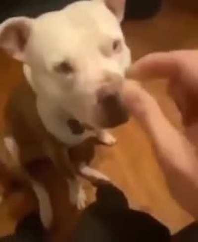 Dogs aren't supposed to eat jellybeans