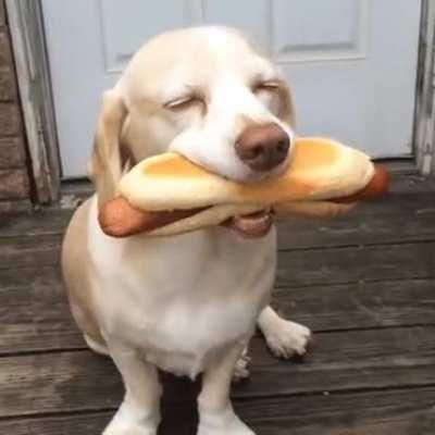 The happiest Labrador