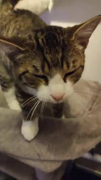 Was told to post sweet talkative Picasso here :3