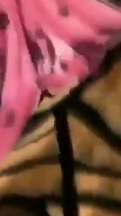 Fine Della Stuzzicare Le Tette