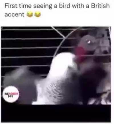 British bird, companion: gives enemies one random rebuff for two turns.