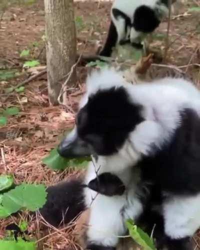 Lemurs are primates
