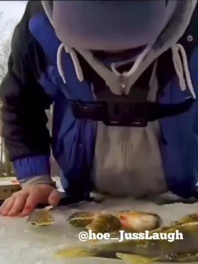 Where can I find this fish?