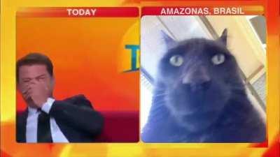 Cat on news