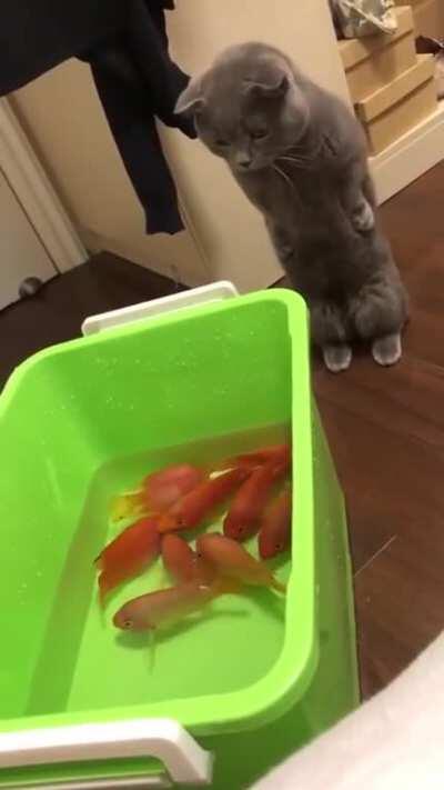 I Want To Touch Them So Bad