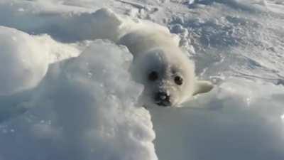 This video kills depression.