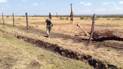 Run free my friend!!!