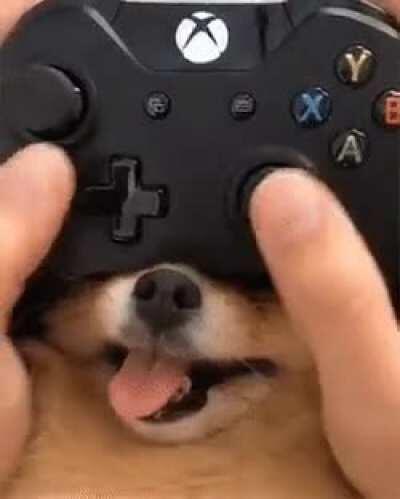 Dog stick 69% better at all video games