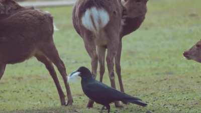 Raven plucks the hair from the buttocks of deer one after another in a ruffled mood. A scene sometimes seen in Nara Park, Japan, at this time of the year.
