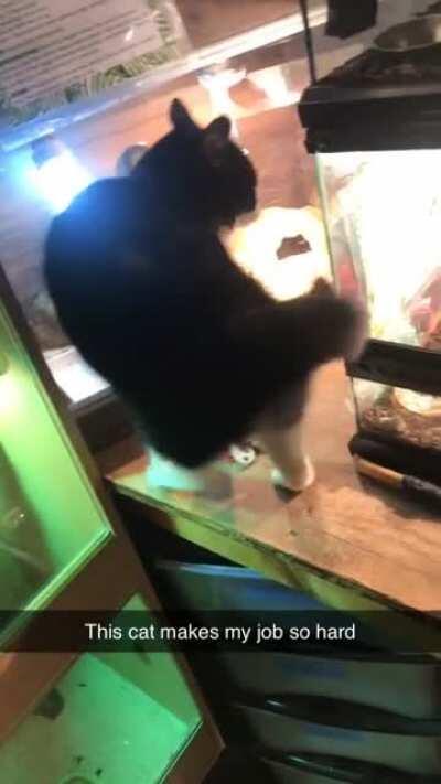 This is Millie. Millie is one of the resident cats at the animal education sanctuary I work at. Millie likes to make my job very very difficult.