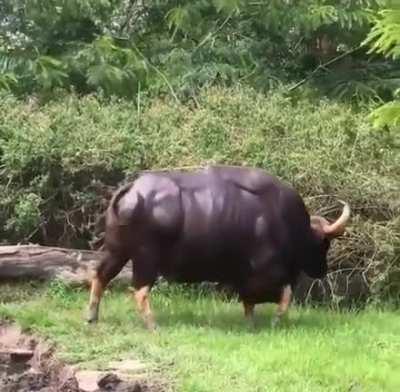 Big ass gaur