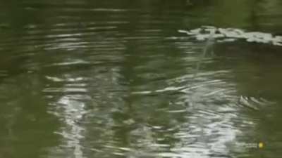 🔥Archerfish shoot jets of water to snipe prey from leaves