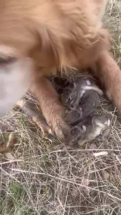 This doggo saved these baby bunnies from a hawk attack