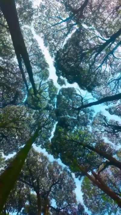 Trees crown shyness