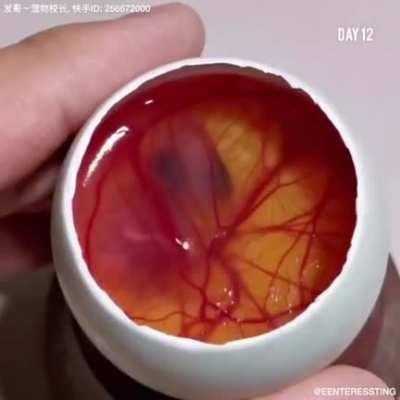 This man did open egg surgery 