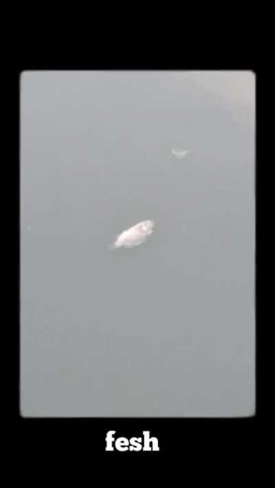 fesh