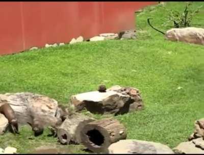 A herd of otters chasing a butterfly around