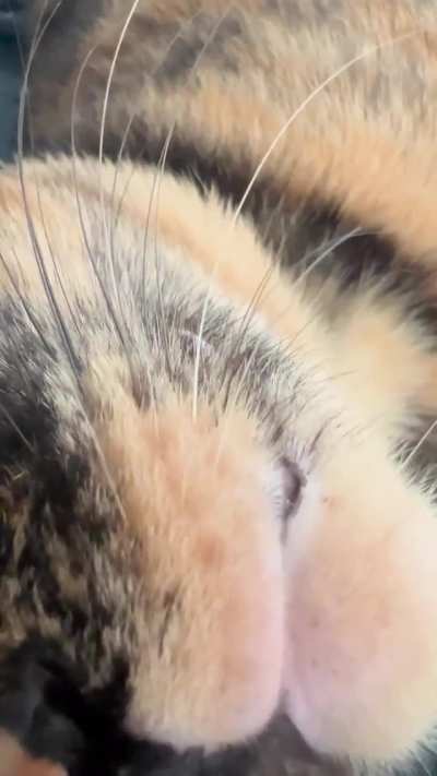 Inching closer for her pets…