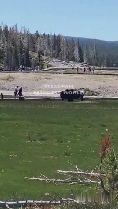 Bison attack at Yellowstone Park
