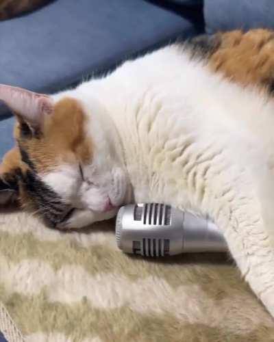 The snoring of this cat while sleeping hugging the microphone