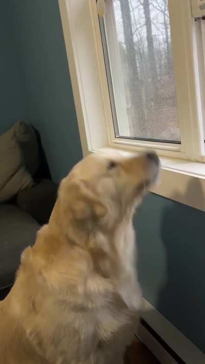 Golden Retriever or Fireman?