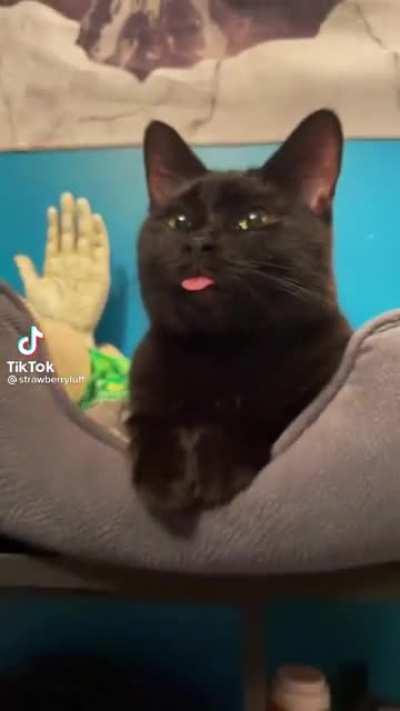 Beautiful blep right here