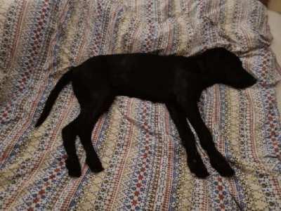 My dog sleepwalking (OC)