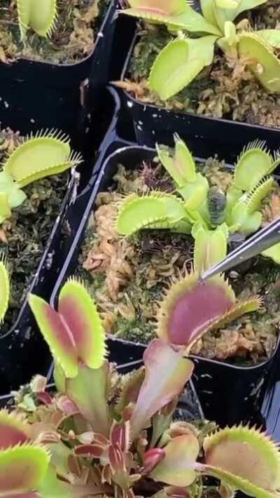 Thanks I Hate Feeding Carnivorous Plants With Mosquitoes.
