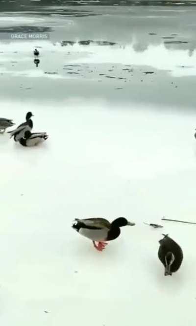 Duck curling