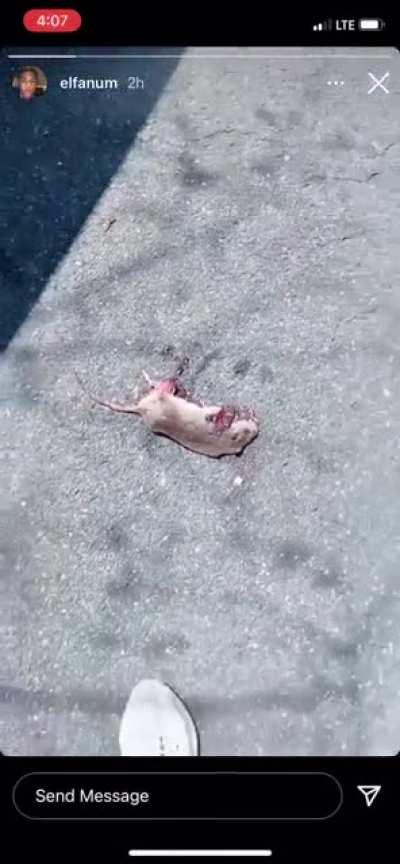 Why is this evil ass nigga fanum laughing😟