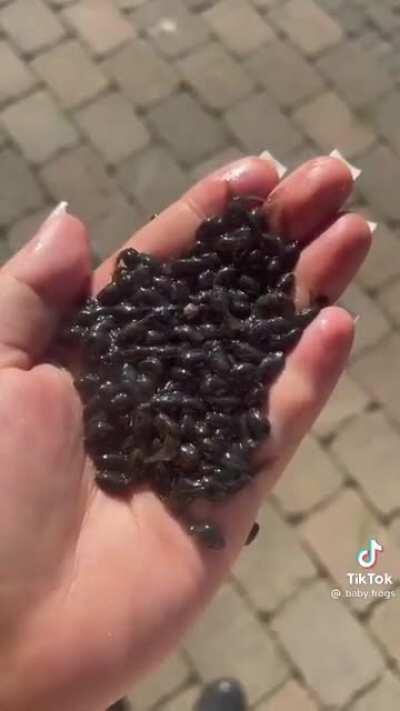 Why is no one considering how the addition of MILLIONS of mature frogs could harm the ecosystem? (Raise & release seems to be the goal)