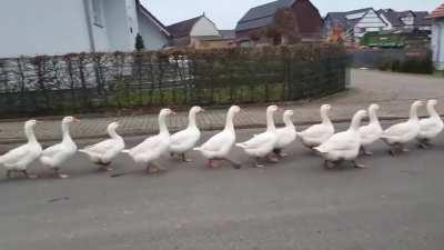 Кто-то попросил наложить марш