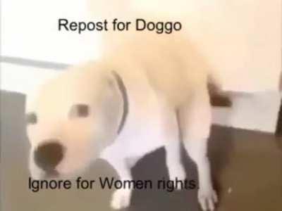Repost for doggo, dont ignore