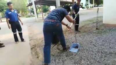 How NOT to catch snakes, in case you were wondering!