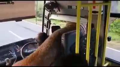 Banana robbery in broad daylight