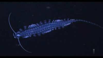 Gossamer worm (Tomopteris sp.), a holoplanktonic type of polychaete