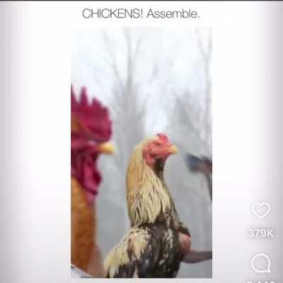 CHICKENS! Assemble. 😂🤣