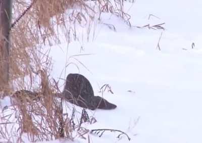 Silly owl, that's snow!