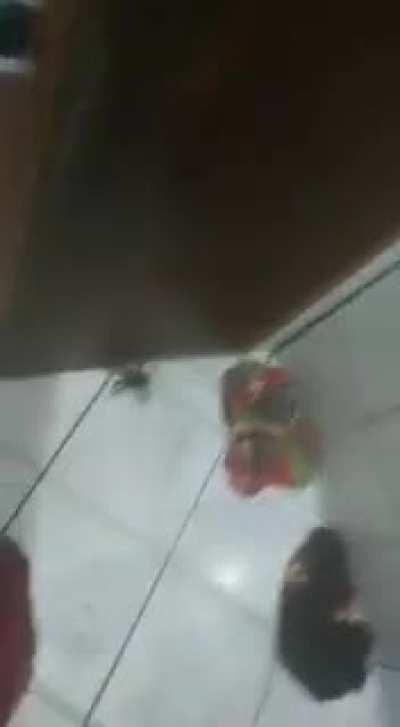 Brazilians are genius