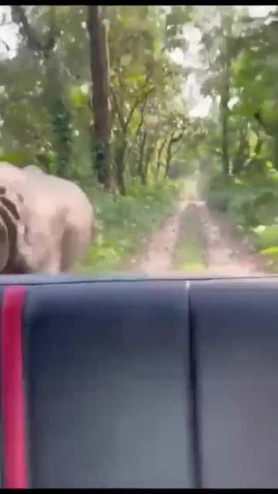 A one horned rhinoceros chases the tourists in Manas National Park of Assam, India.