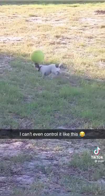 Ball as big as the dog.