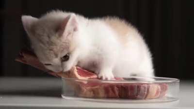 Cat eats steak to Dokkan music