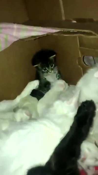 Found it on r/aww, I think it deserves to be there!